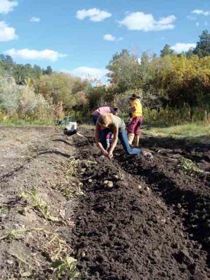 Treska, her sister and friends gather potatoes from the turned soil.
